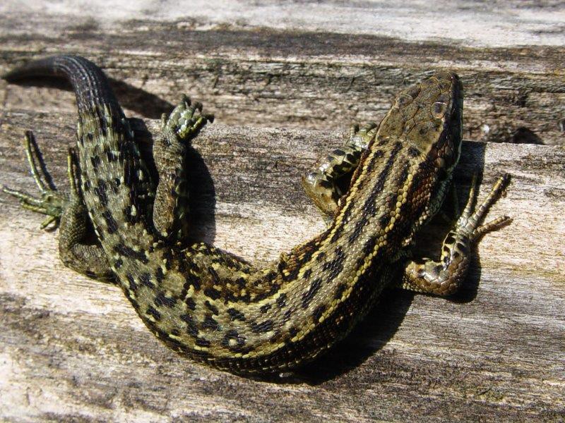 Wald-Moor-Bergeidechse (Lacerta vivipara)-L. Klasing