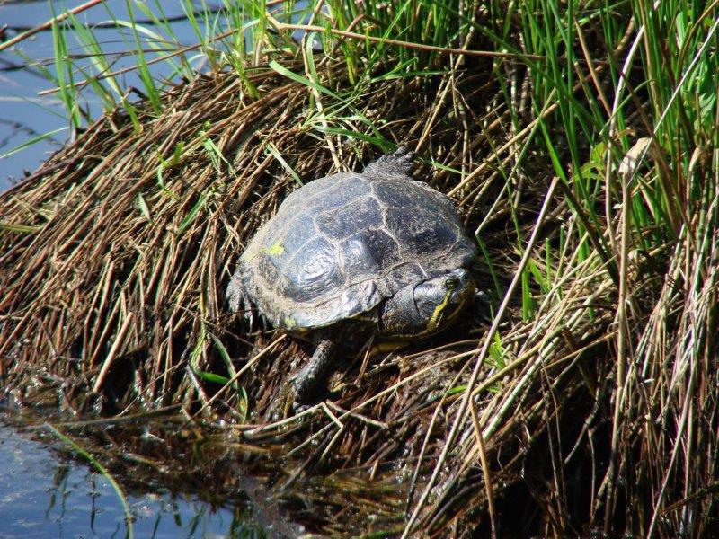 Gelbbauch-Schmuckschildkröte (Trachemys scripta scripta) im Emsdettener Venn-L. Klasing
