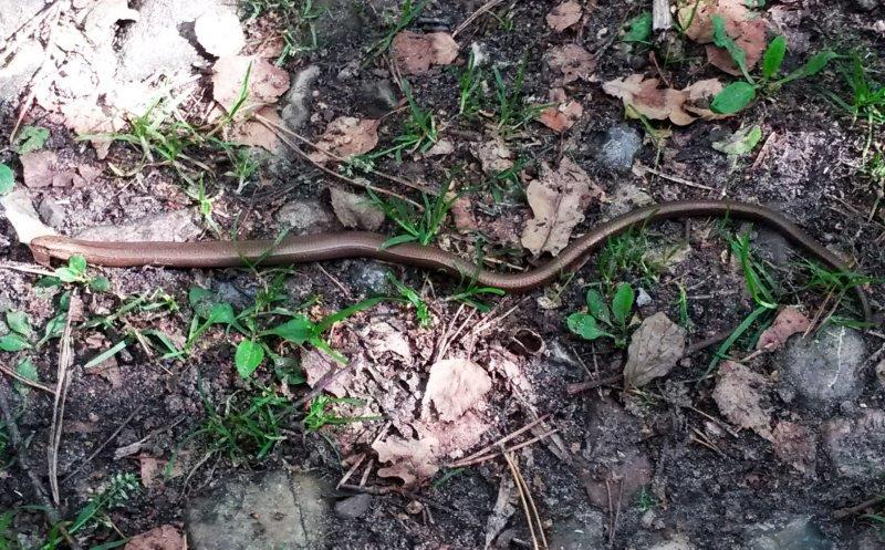 Blindschleiche (Anguis fragilis)-F. Müller