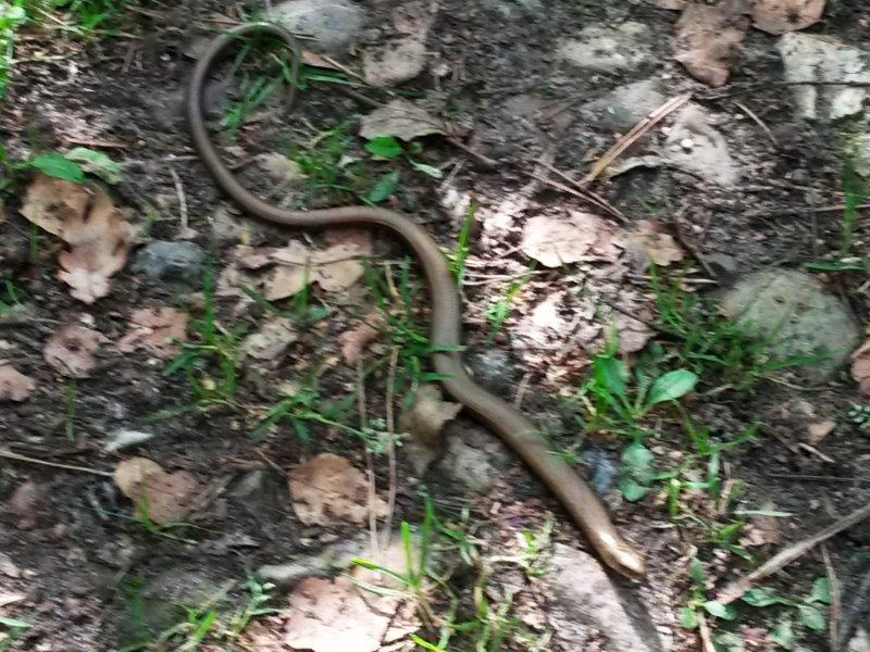 Blindschleiche (Anguis fragilis)F. Müller