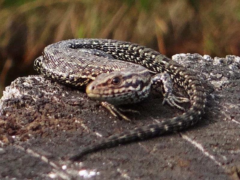Wald-Moor-Bergeidechse (Lacerta vivipara)-L. Klasing