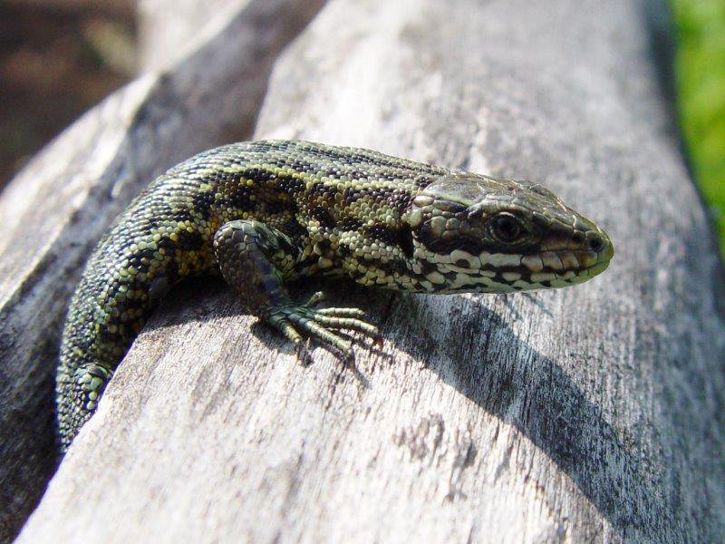 Wald-Moor-Bergeidechse (Lacerta vivipara)-L. Klasing