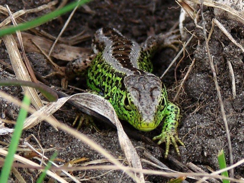 Zauneidechse (Lacerta agilis)-L. Klasing