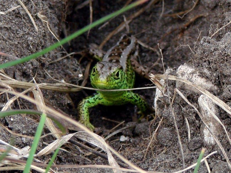 Zauneidechse (Lacerta agilis)-L. Klasing