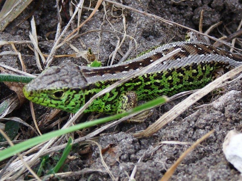 Zauneidechse (Lacerta agilis)-L. Klasing