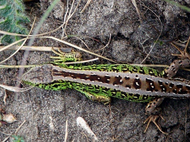 Zauneidechse (Lacerta agilis)-L. Klasing