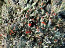 Rotfrüchtige Säulenflechte (Cladonia floerkeana) L. Klasing