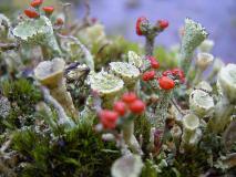 Rotfrüchtige Säulenflechte (Cladonia floerkeana) L.-Klasing