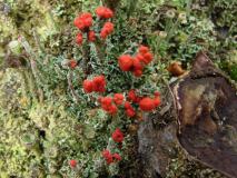 Rotfrüchtige Säulenflechte (Cladonia floerkeana) L.-Klasing