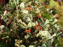 Rotfrüchtige Säulenflechte (Cladonia floerkeana) L. Klasing