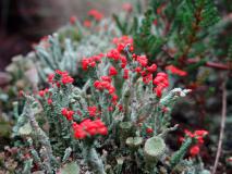 Rotfrüchtige Säulenflechte (Cladonia floerkeana) L. Klasing