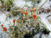 Rotfrüchtige Säulenflechte (Cladonia floerkeana) L. Klasing