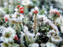 Rotfrüchtige Säulenflechte (Cladonia floerkeana) L. Klasing