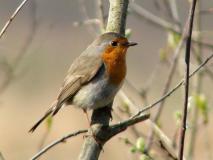 Emsdettener-Venn, Rotkehlchen (Erithacus rubecula) L. Klasing