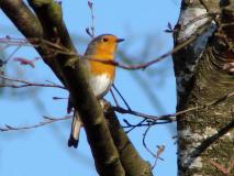 Emsdettener-Venn, Rotkehlchen (Erithacus rubecula) L. Klasing