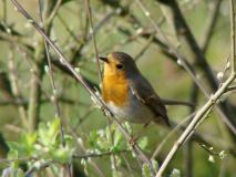 Emsdettener-Venn, Rotkehlchen (Erithacus rubecula) L. Klasing