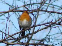 Emsdettener-Venn, Rotkehlchen (Erithacus rubecula) L. Klasing