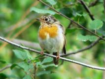 Emsdettener-Venn Rotkehlchen (Erithacus rubecula) L. Klasing