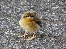 Garten, Rotkehlchen (Erithacus rubecula) L. Klasing