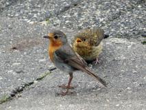 Garten, Rotkehlchen (Erithacus rubecula) L. Klasing