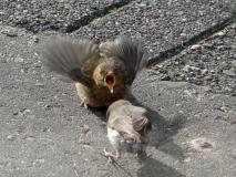 Garten, Rotkehlchen (Erithacus rubecula) L. Klasing