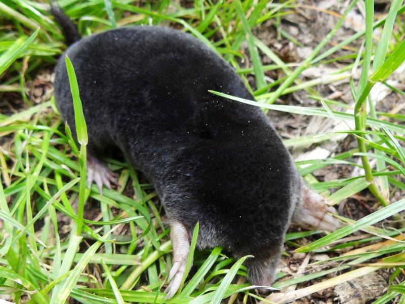 004-Säugetier-2020-Europäischer-Maulwurf-Talpa-europaea-L. Klasing