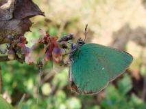 Brombeer-Zipfelfalter (Callophrys rubi) L. Klasing