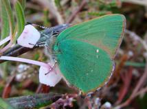 Brombeer-Zipfelfalter (Callophrys rubi) L. Klasing