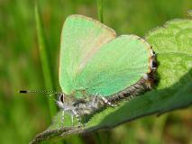 Brombeer-Zipfelfalter (Callophrys rubi) L. Klasing