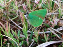 Brombeer-Zipfelfalter (Callophrys rubi) L. Klasing