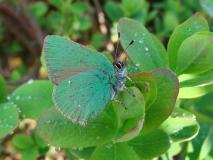 Brombeer-Zipfelfalter (Callophrys rubi) L. Klasing