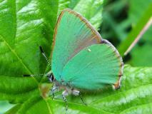 Brombeer-Zipfelfalter (Callophrys rubi) L. Klasing