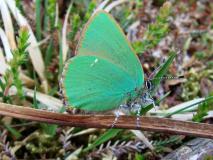 Brombeer-Zipfelfalter (Callophrys rubi) L. Klasing