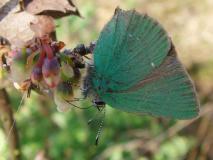 Brombeer-Zipfelfalter (Callophrys rubi) L. Klasing