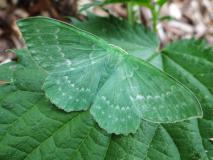 Schmetterling Grünes Blatt (Geometra papilionaria)-L.-Klasing