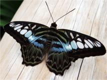 Blauer Segler (Parthenos sylvia blue)-L. Klasing