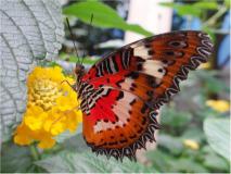 Leopardennetzflügler (Cethosia cyane)-L. Klasing