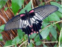 Großer Mormone (Papilio memnon)-L. Klasing