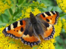 Kleiner Fuchs (Aglais urticae)-L. Klasing