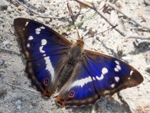 Großer Schillerfalter (Apatura iris)-L.-Klasing