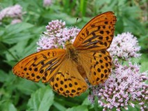 Kaisermantel (Argynnis paphia)-L.-Klasing