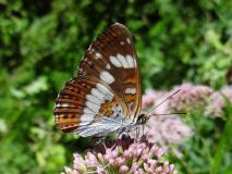 Kleiner Eisvogel (Limenitis camilla)-L.-Klasing