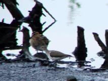 Flussuferläufer ((Actitis-hypoleucos) u. Bekassine (Gallinago-gallinago) L. Klasing