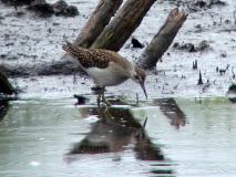 Bruchwasserläufer (Tringa-glareola)  L. Klasing