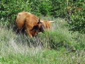 Schottisches Hochlandrind (Highland Cattle)-L. Klasing