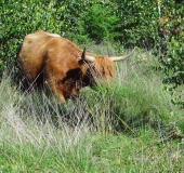 Schottisches Hochlandrind (Highland Cattle)-L. Klasing