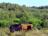 Schottisches Hochlandrind (Highland Cattle)-L. Klasing