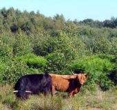 Schottisches Hochlandrind (Highland Cattle)-L. Klasing