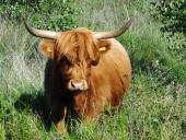 Schottisches Hochlandrind (Highland Cattle)-L. Klasing