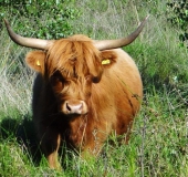 Schottisches Hochlandrind (Highland Cattle)-L. Klasing